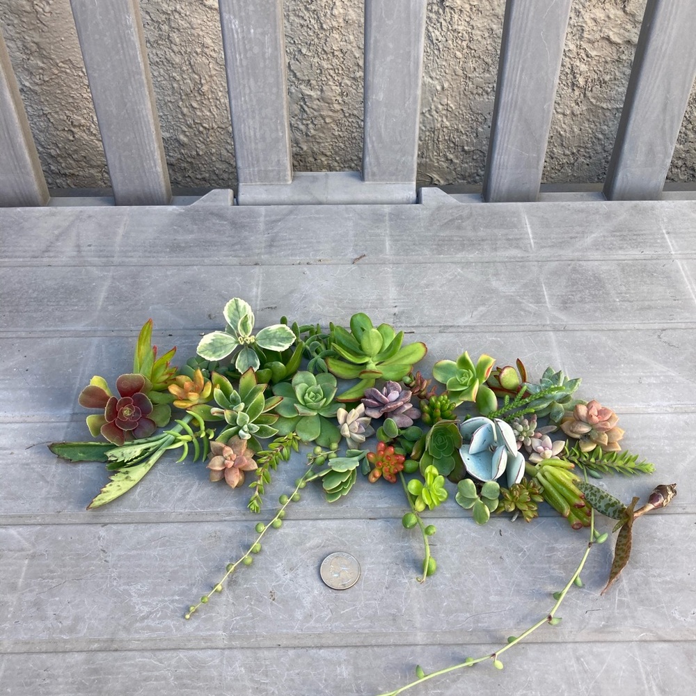 haliiioo succulents